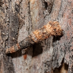 Conoeca or Lepidoscia (genera) IMMATURE (Unidentified Cone Case Moth larva, pupa, or case) at Scullin, ACT - 5 Nov 2025 by AlisonMilton