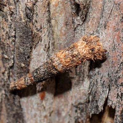 Conoeca or Lepidoscia (genera) IMMATURE (Unidentified Cone Case Moth larva, pupa, or case) at Scullin, ACT - 5 Nov 2025 by AlisonMilton