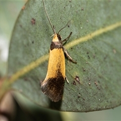 Echinocosma catachrysa (Philobota Group) at Scullin, ACT - 5 Nov 2025 by AlisonMilton