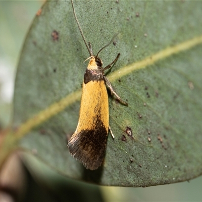 Echinocosma catachrysa (Philobota Group) at Scullin, ACT - 5 Nov 2025 by AlisonMilton