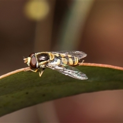 Simosyrphus grandicornis (Common hover fly) at Scullin, ACT - 5 Nov 2025 by AlisonMilton