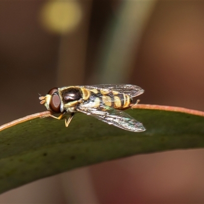 Simosyrphus grandicornis (Common hover fly) at Scullin, ACT - 5 Nov 2025 by AlisonMilton