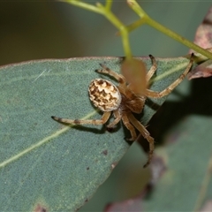 Unverified Orb-weaving spider (several families) at Higgins, ACT - 6 Nov 2025 by AlisonMilton