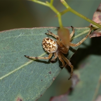 Unverified Orb-weaving spider (several families) at Higgins, ACT - 6 Nov 2025 by AlisonMilton