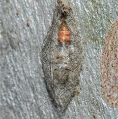 Unverified Tiger moth (Arctiinae) at Scullin, ACT - 5 Nov 2025 by AlisonMilton