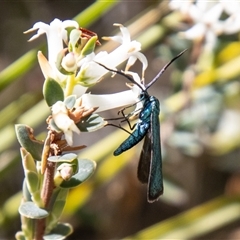 Pollanisus (genus) (A Forester Moth) at Kambah, ACT - 7 Nov 2025 by SWishart