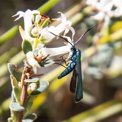 Pollanisus (genus) (A Forester Moth) at Kambah, ACT - 7 Nov 2025 by SWishart