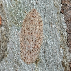 Stenocotis depressa (Leafhopper) at Scullin, ACT - 5 Nov 2025 by AlisonMilton