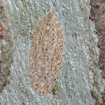 Stenocotis depressa (Leafhopper) at Scullin, ACT - 5 Nov 2025 by AlisonMilton