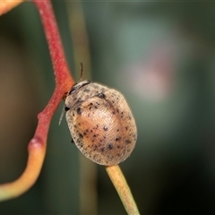 Trachymela rugosa (Brown button beetle) at Higgins, ACT - 6 Nov 2025 by AlisonMilton
