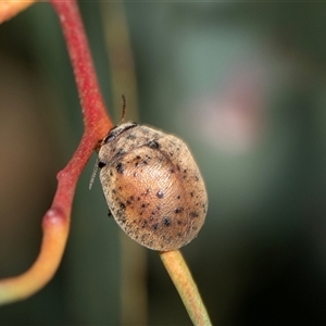 Trachymela rugosa (Brown button beetle) at Higgins, ACT - 6 Nov 2025 by AlisonMilton