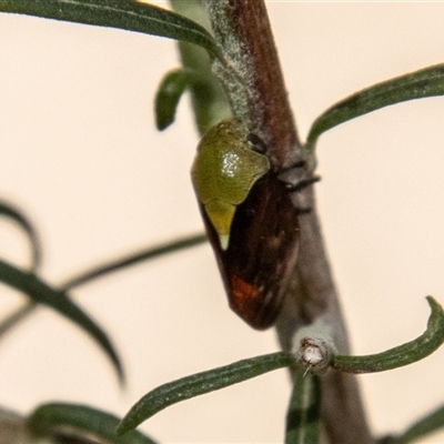 Chaetophyes compacta (Tube spittlebug) at Kambah, ACT - 7 Nov 2025 by SWishart