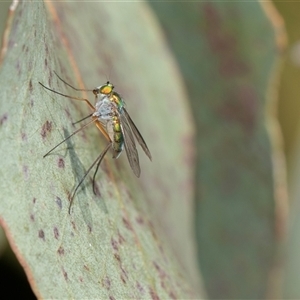 Unverified Long-legged Fly (Dolichopodidae) at Higgins, ACT - 6 Nov 2025 by AlisonMilton