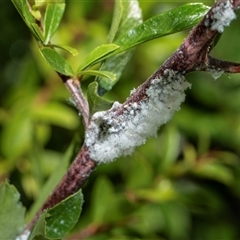 Eriosoma lanigerum (Woolly Aphid) at Hawker, ACT - 5 Nov 2025 by AlisonMilton