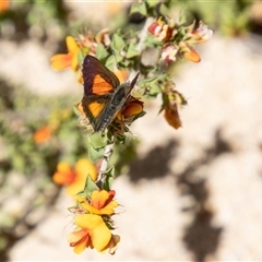 Paralucia aurifera (Bright Copper) at Kambah, ACT - 7 Nov 2025 by SWishart