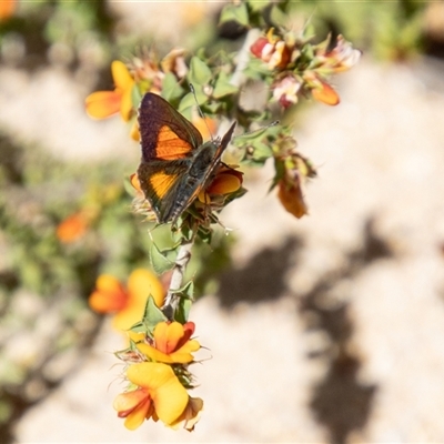 Paralucia aurifera (Bright Copper) at Kambah, ACT - 7 Nov 2025 by SWishart