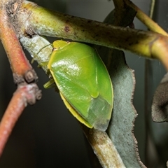 Cuspicona simplex (Green potato bug) at Scullin, ACT - 5 Nov 2025 by AlisonMilton