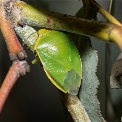 Cuspicona simplex (Green potato bug) at Scullin, ACT - 5 Nov 2025 by AlisonMilton