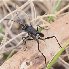 Acanthinevania sp. (genus) (Hatchet wasp) at Tharwa, ACT - 9 Nov 2025 by patrickcox