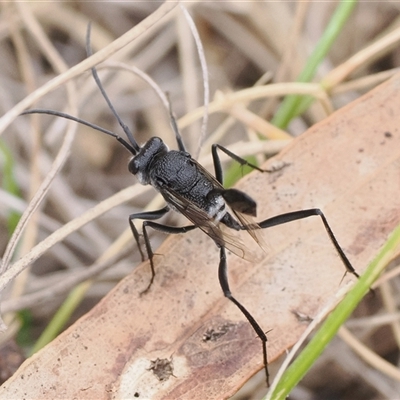 Acanthinevania sp. (genus) (Hatchet wasp) at Tharwa, ACT - 9 Nov 2025 by patrickcox