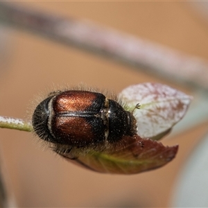 Liparetrus sp. (genus) at Scullin, ACT - 5 Nov 2025 by AlisonMilton