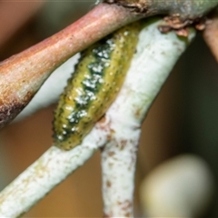Curculionidae (family) (Unidentified weevil) at Scullin, ACT - 5 Nov 2025 by AlisonMilton