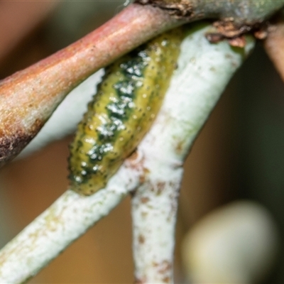 Curculionidae (family) (Unidentified weevil) at Scullin, ACT - 5 Nov 2025 by AlisonMilton