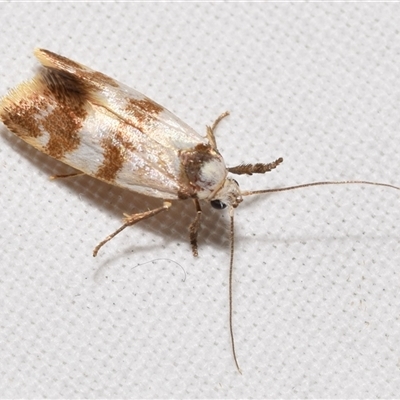 Chezala brachypepla (A Concealer moth) at Jerrabomberra, NSW - 6 Nov 2025 by DianneClarke