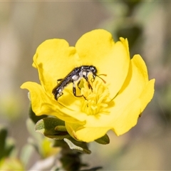 Eleale simplex at Kambah, ACT - 7 Nov 2025 by SWishart