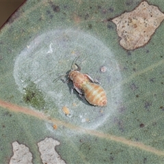 Lasiopsylla sp. (genus) (Psyllid or Lerp insect) at Higgins, ACT - 6 Nov 2025 by AlisonMilton