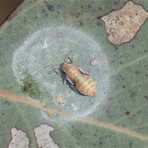 Unverified Psyllid, lerp, aphid or whitefly (Hemiptera, several families) at Higgins, ACT - 6 Nov 2025 by AlisonMilton