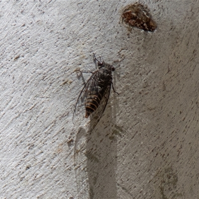 Atrapsalta furcilla (Southern Mountain Squeaker) at Kambah, ACT - 7 Nov 2025 by SWishart