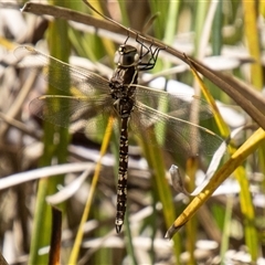 Adversaeschna brevistyla at Kambah, ACT - 7 Nov 2025 by SWishart