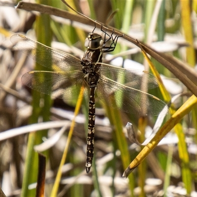 Adversaeschna brevistyla at Kambah, ACT - 7 Nov 2025 by SWishart