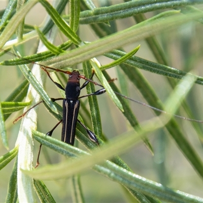 Amphirhoe sloanei (Longicorn or Longhorn beetle) at Kambah, ACT - 7 Nov 2025 by SWishart