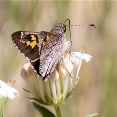 Trapezites phigalioides (Montane Ochre) at Kambah, ACT - 7 Nov 2025 by SWishart
