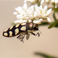 Castiarina decemmaculata (Ten-spot Jewel Beetle) at Kambah, ACT - 7 Nov 2025 by SWishart