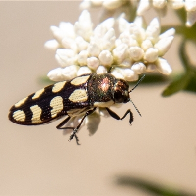 Castiarina decemmaculata (Ten-spot Jewel Beetle) at Kambah, ACT - 7 Nov 2025 by SWishart