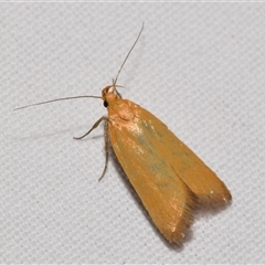 Eulechria electrodes (Yellow Eulechria Moth) at Jerrabomberra, NSW - 7 Nov 2025 by DianneClarke