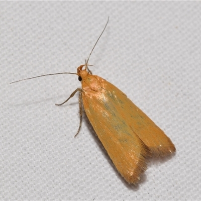 Eulechria electrodes (Yellow Eulechria Moth) at Jerrabomberra, NSW - 7 Nov 2025 by DianneClarke