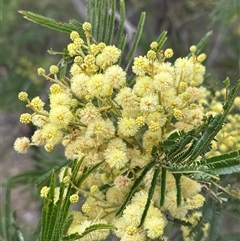 Acacia mearnsii (Black Wattle) at Campbell, ACT - 9 Nov 2025 by KaiDewPHD