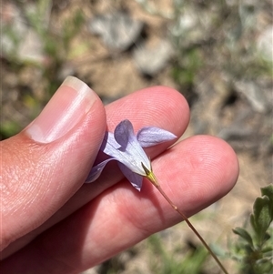 Wahlenbergia sp. at Pialligo, ACT - 6 Nov 2025 by KaiDewPHD
