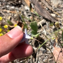 Wahlenbergia capillaris (Tufted Bluebell) at Pialligo, ACT - 6 Nov 2025 by KaiDewPHD