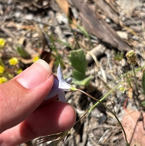 Wahlenbergia sp. at Pialligo, ACT - 6 Nov 2025 by KaiDewPHD