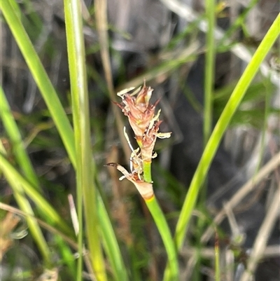 Lepidosperma gunnii at Tianjara, NSW - 2 Nov 2025 by JaneR