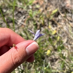 Wahlenbergia capillaris (Tufted Bluebell) at Pialligo, ACT - 6 Nov 2025 by KaiDewPHD