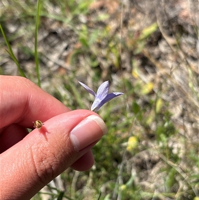 Wahlenbergia capillaris (Tufted Bluebell) at Pialligo, ACT - 6 Nov 2025 by KaiDewPHD