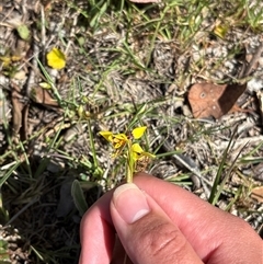 Unverified Orchid at Pialligo, ACT - 6 Nov 2025 by KaiDewPHD