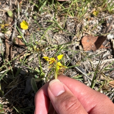 Unverified Orchid at Pialligo, ACT - 6 Nov 2025 by KaiDewPHD