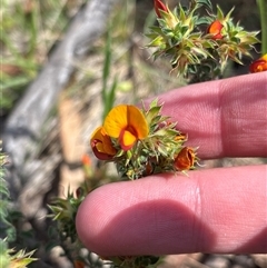 Pultenaea procumbens (Bush Pea) at Pialligo, ACT - 6 Nov 2025 by KaiDewPHD